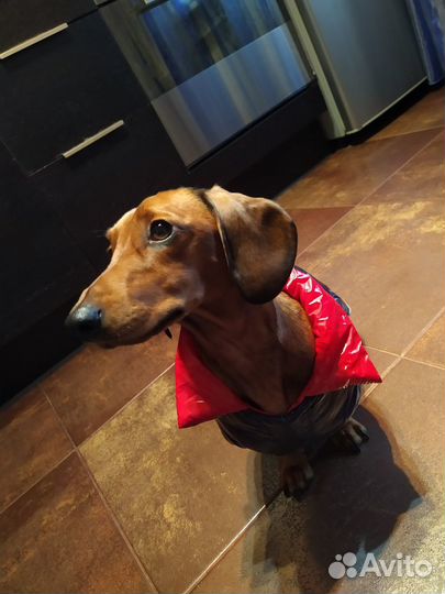 Пуховик для собаки