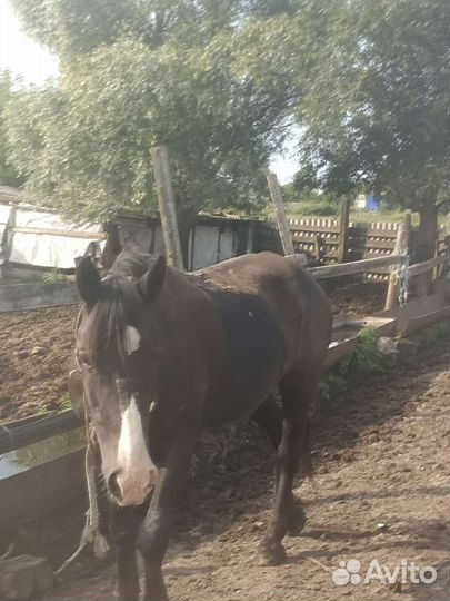 Продам лошадь