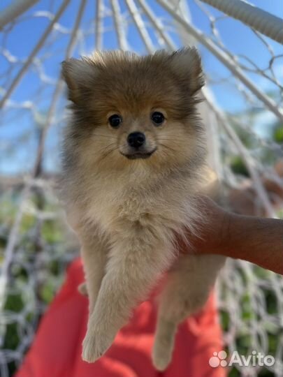 Померанский шпиц щенки