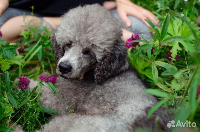 Немецкая овчарок в омске потеряшки. Фото кошек бугульма. Белые кролики молодняк. Авито бугульма животные кошки бесплатно. Белые кролики молодняк.