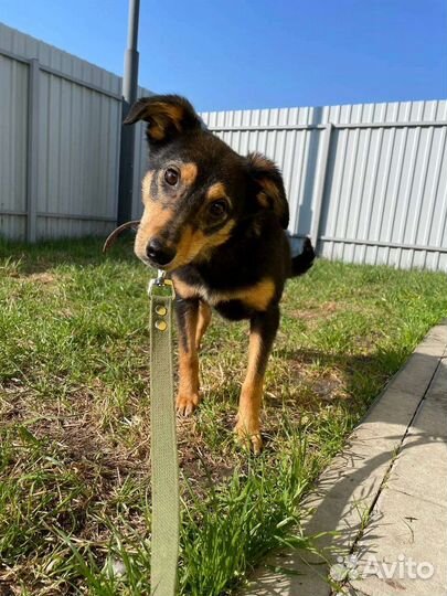 Собаки бесплатно в добрые руки