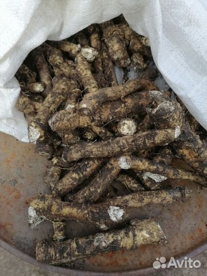 Корень хрена