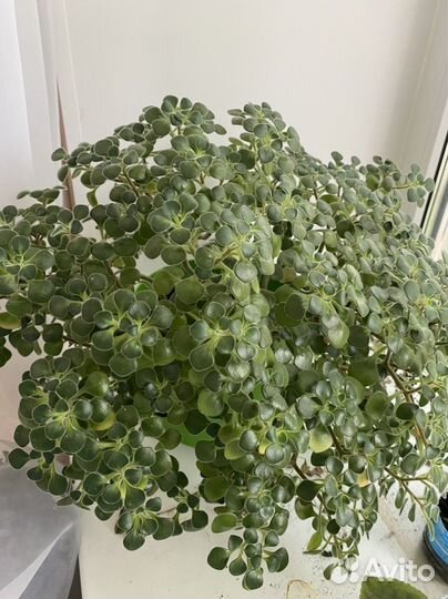 Аихризон дерево любви (отростки, детки)