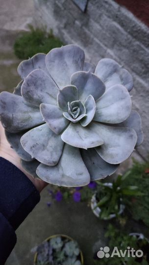 Суккуленты