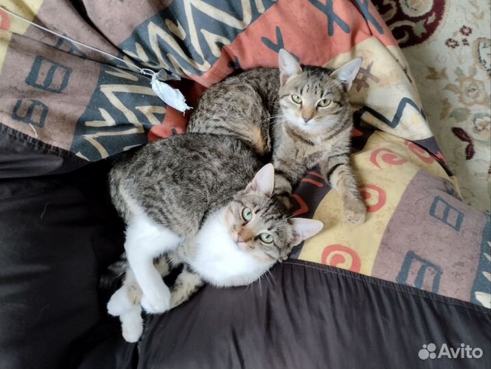 Коты мышеловы