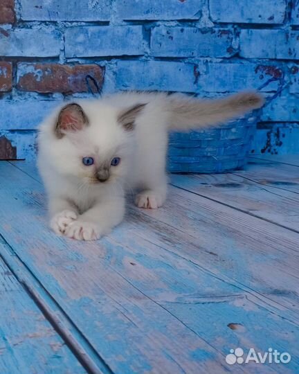 Ragdoll девочка Жу жу