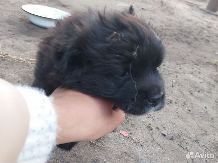 Щенки бесплатно