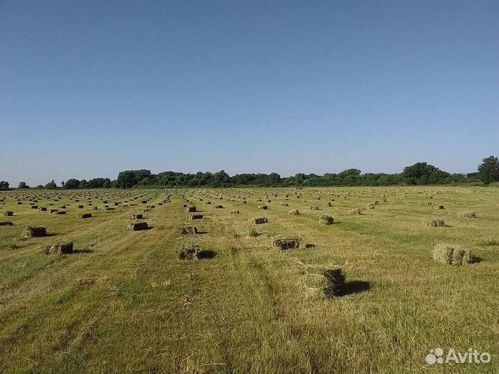Сено в тюках 2023