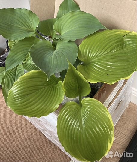 Хоста Winter snow,Элеганс, Guacomole и тд