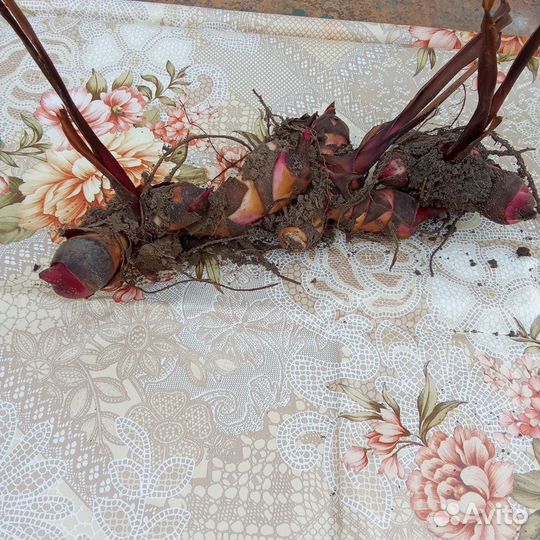 Цветы многолетние.Канны краснолистные,папоротники