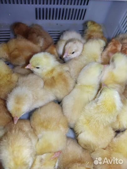 Птенцы всегда широкий ассортимент/доставка