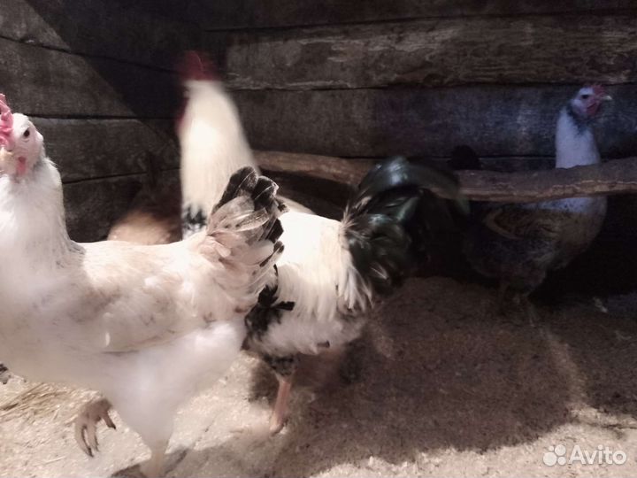 Куры петухи