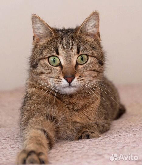 Кошка в добрые руки