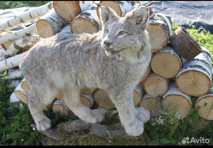 Животное рысь (имитация)