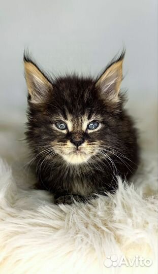 Котята мейн-кун