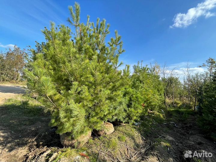 Сосна обыкновенная