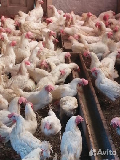 Курочка несушка