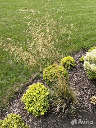 Злаки - вейник, щучка, молиния, просо