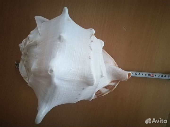 Ракушка морская большая и средние