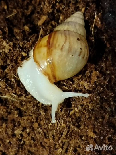 Улитки ахатины