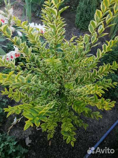 Многолетники садовые