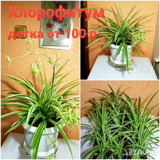 Комнатные растения