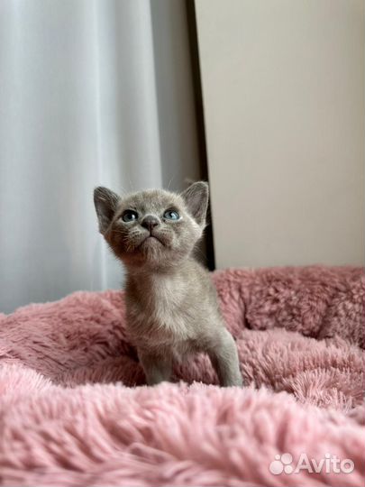 Бурманские котята