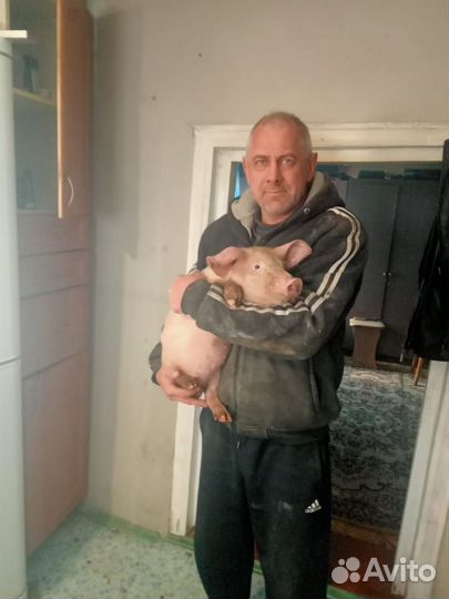 Поросята