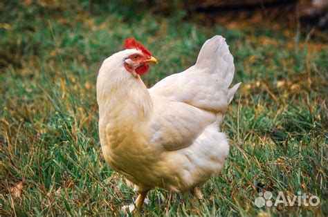 Куры домашние