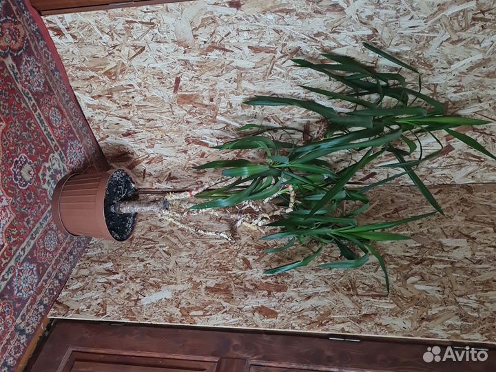 Пальма юкка