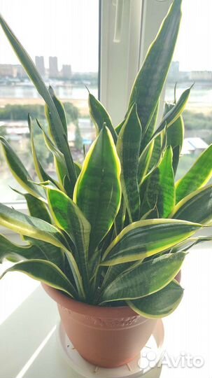 Сансевиерия. Цветок средний щучий хвост/тещин язык