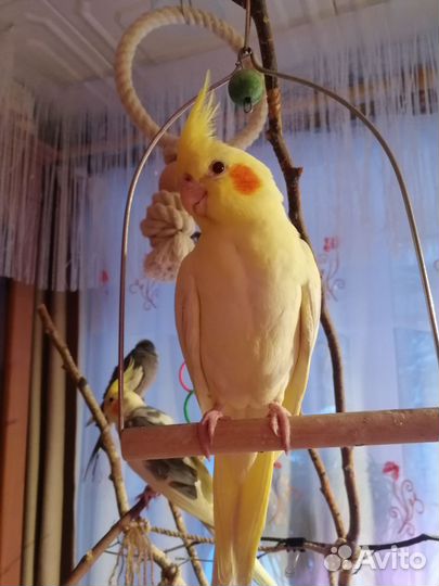 Попугай корелла птенец