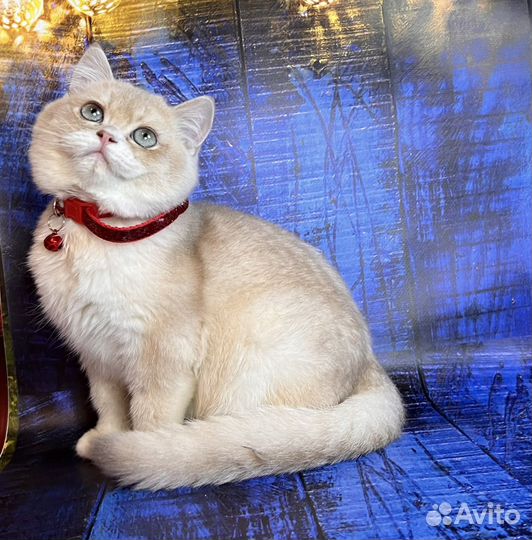 Британские котята лиловое золото