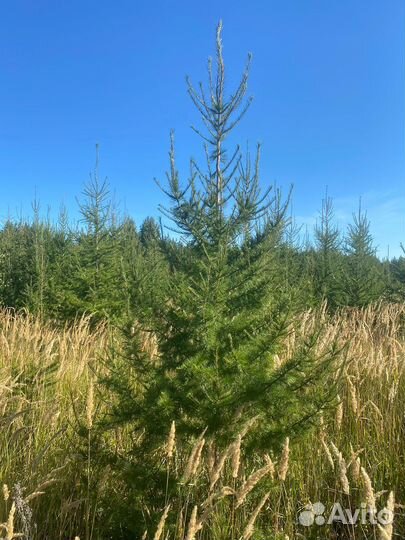 Лиственница