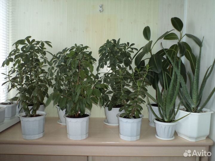 Комнатные цветы