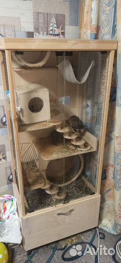 Две чилийские белки дегу с клеткой