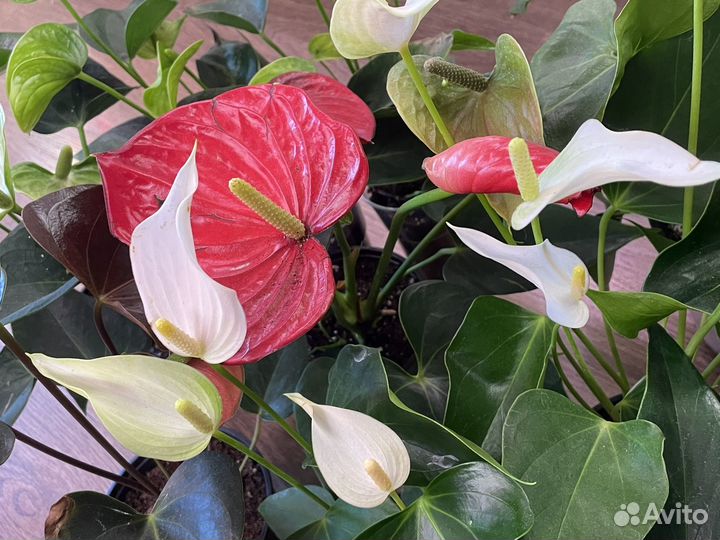 Антуриумы разных сортов