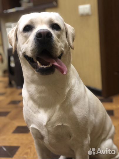 Кобель лабрадора вязка