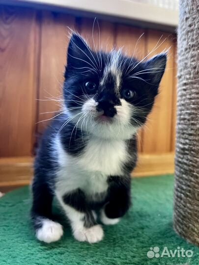 Котики бесплатно в добрые руки