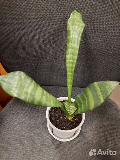 Сансевиерии, Клеродендрон, Гинура, Каланхоэ