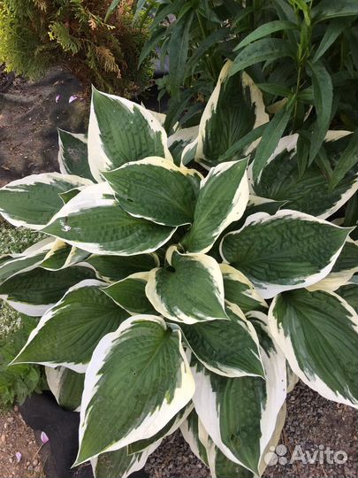 Хоста, пузыреплодник