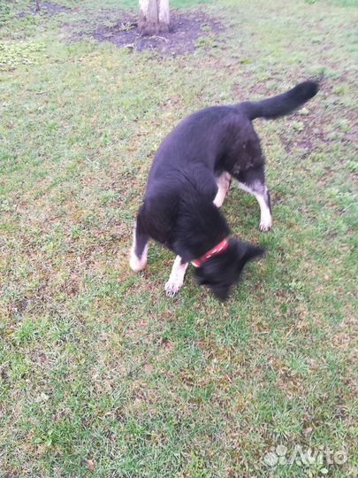 Немецкая овчарка вязка кобель