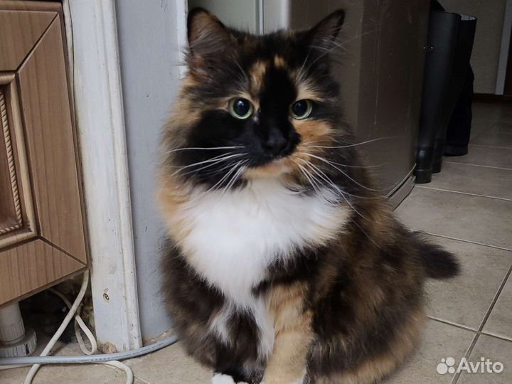 Ищем новую семью для доброй и нежной Бусинки