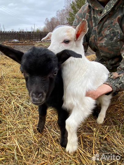Козлята
