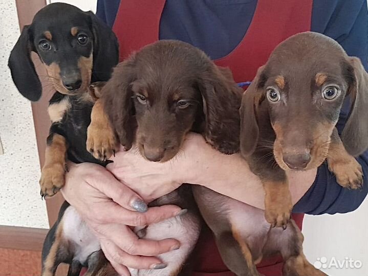 Щенки таксы