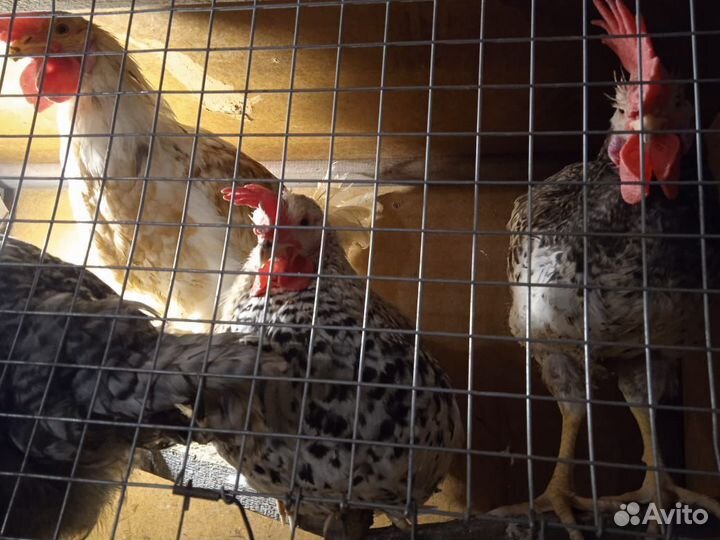 Молодые петушки