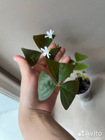 Кислица оксалис