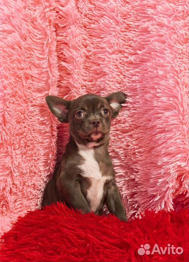 Чихуахуа мальчик