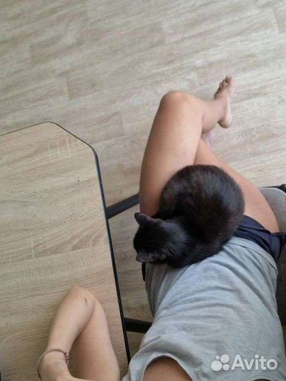 Кошка ищет дом