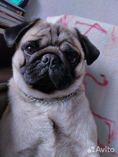 Мопс вязка мальчик